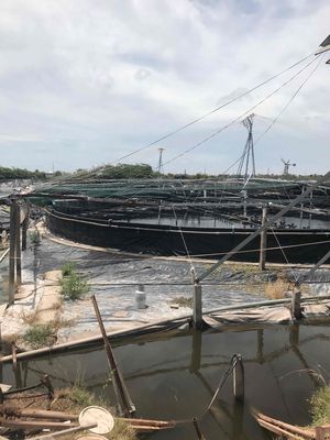 đất nuôi tôm . 60000000 m2 . ngay cầu ông ghịch xã vĩnh trạch . tpBL. Cho thuê đất tại Thành phố Bạc Liêu Bạc Liêu được đăng bởi A tâm