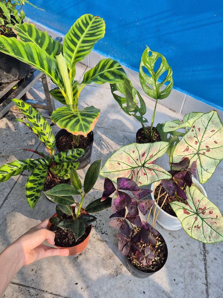 Combo 6 loại kiểng lá. Mua bán Cây cảnh, đồ trang trí tại Quận 3 Tp Hồ Chí Minh được đăng bởi Khánh Dương hình 1