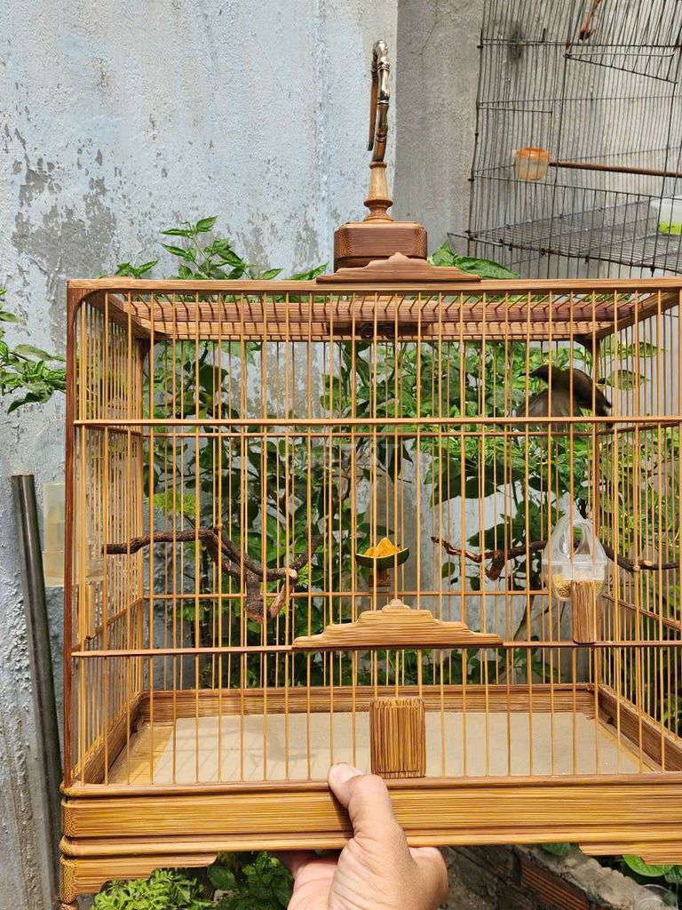 Hút mật 5 màu. Mua bán Chim tại Quận 12 Tp Hồ Chí Minh được đăng bởi gia khang hình 2