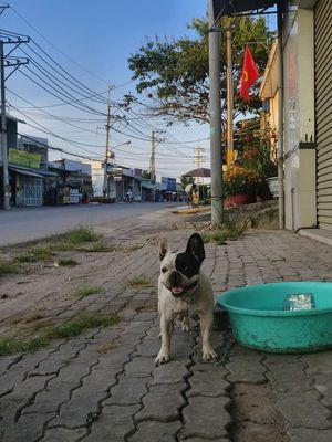 Chó Bull Pháp Trắng đen Bình thường