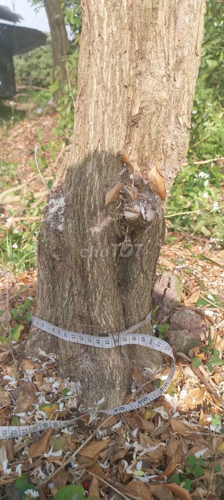 Cây Nguyệt quế thân xoắn. Mua bán Cây cảnh, đồ trang trí tại Huyện Lấp Vò Đồng Tháp được đăng bởi Pham Hoang hình 1