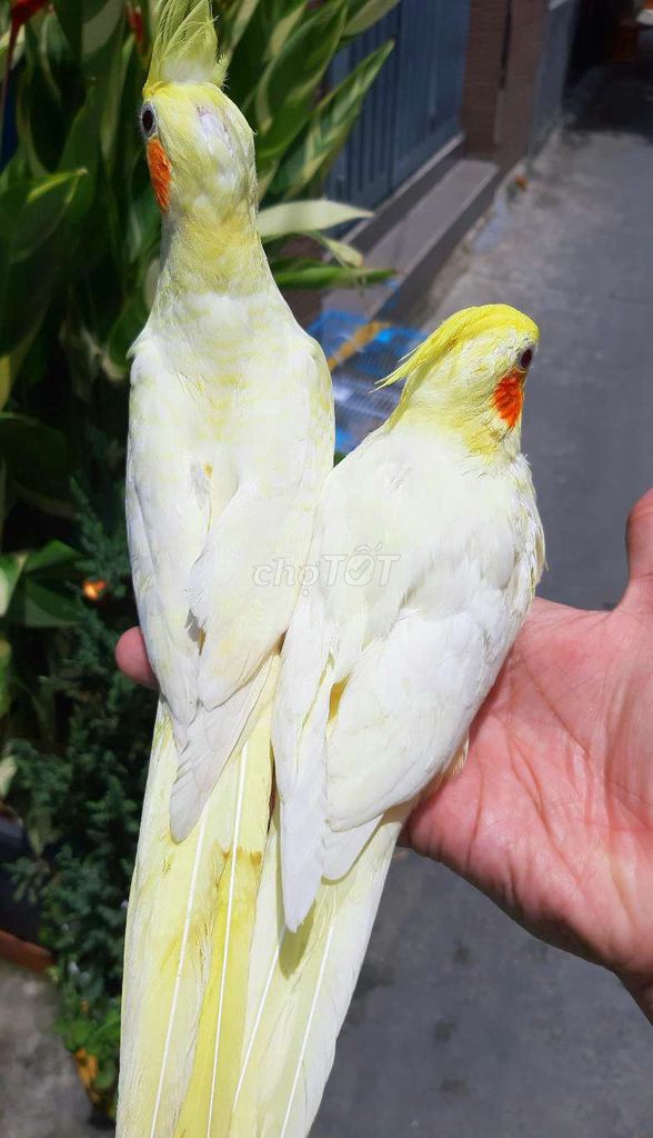 Vẹt pikachu Cockatiel hiền ngoan. Mua bán Chim tại Huyện Hóc Môn Tp Hồ Chí Minh được đăng bởi Vẹt Cảnh Sài Gòn hình 1
