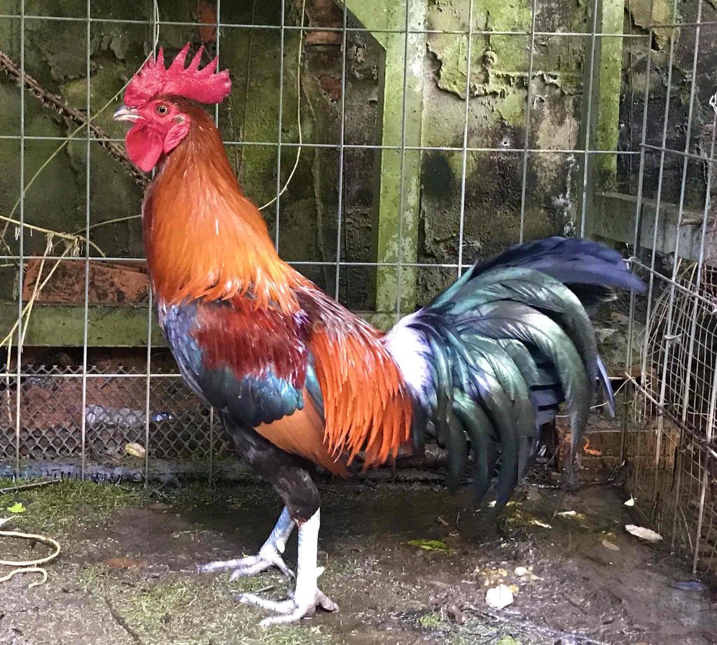 điều xanh lau duoi cua Nhật Nguyệt. Mua bán Gà tại Huyện Lai Vung Đồng Tháp được đăng bởi Minh hình 2