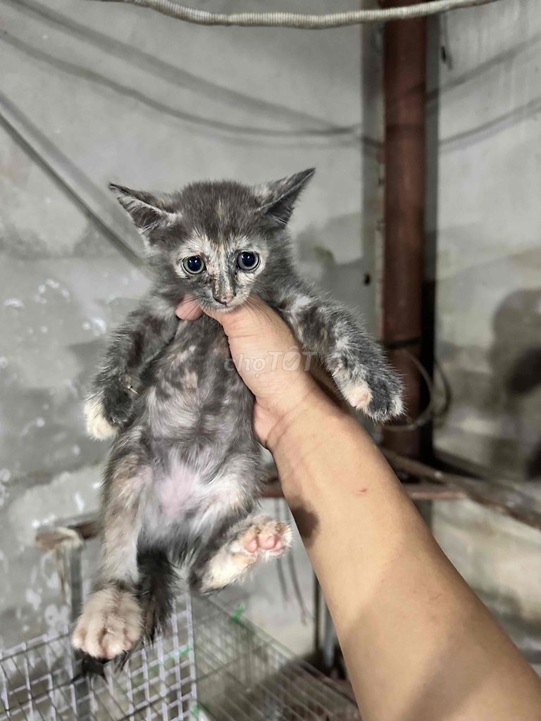 Mèo lai Anh Cái Xám đốm 2 tháng. Mua bán Mèo tại Quận Bình Tân Tp Hồ Chí Minh được đăng bởi Hoàng Hải hình 1