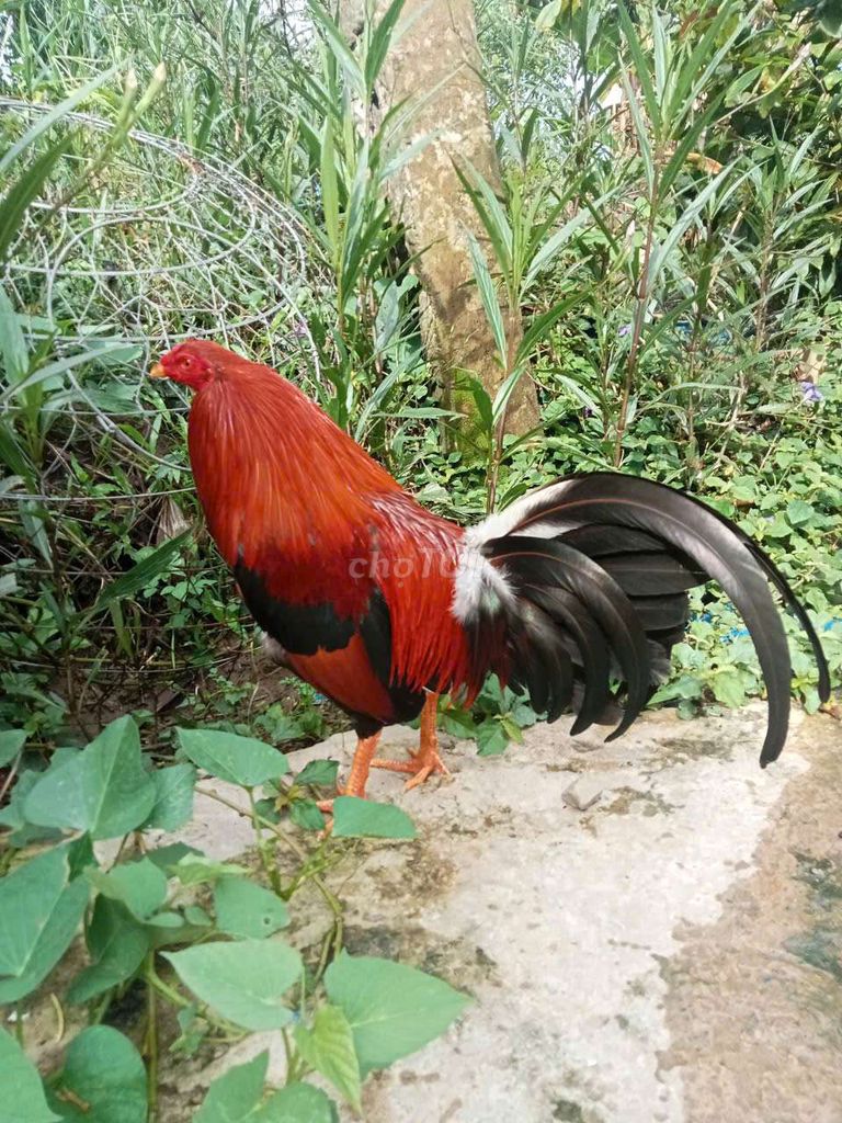 Moi dô mâp dích 1k6 khong máu viet .nuôi rõ choi