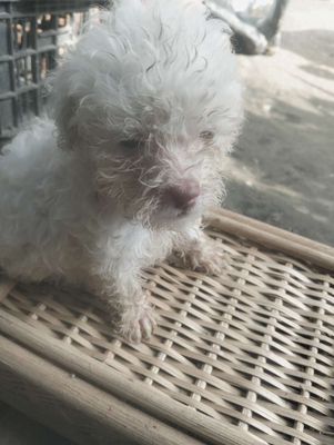 Cún poold  màu soocla và màu trắng. Mua bán Chó tại Thành phố Sóc Trăng Sóc Trăng được đăng bởi TRANGHUYNH