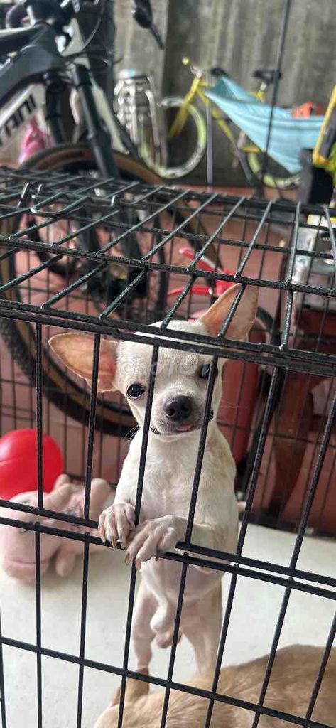 Chó Chihuahua. Mua bán Chó tại Huyện Cẩm Mỹ Đồng Nai được đăng bởi Hùng Nguyễn hình 1