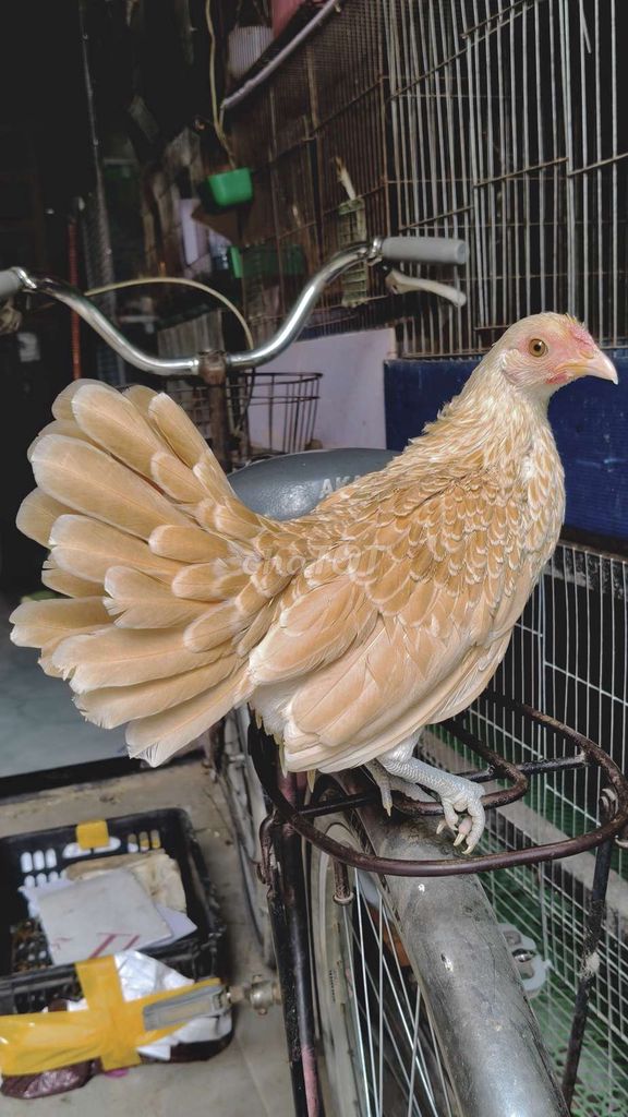 Mái vảy cá vàng sắp đẻ so. Mua bán Gà tại Quận 12 Tp Hồ Chí Minh được đăng bởi Gà Kiểng Sài Gòn  hình 1