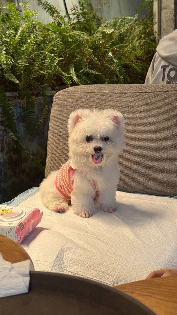 Chó Poodle Tiny Cái Trắng 3 tháng. Mua bán Chó tại Quận 10 Tp Hồ Chí Minh được đăng bởi Yến Trương hình 1