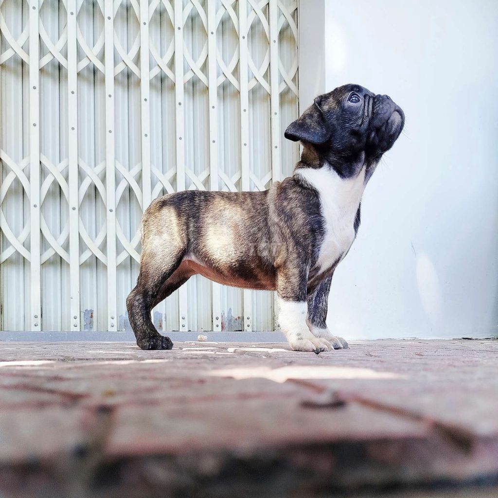 pug mặt xệ. Mua bán Chó tại Quận Liên Chiểu Đà Nẵng được đăng bởi phần đình hòa hình 1