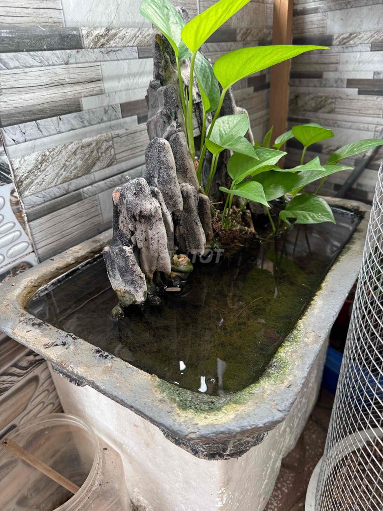 Hồ cá mini xi măng Nam Bộ. Mua bán Phụ kiện, Thức ăn, Dịch vụ tại Quận Ninh Kiều Cần Thơ được đăng bởi Chú An hình 1