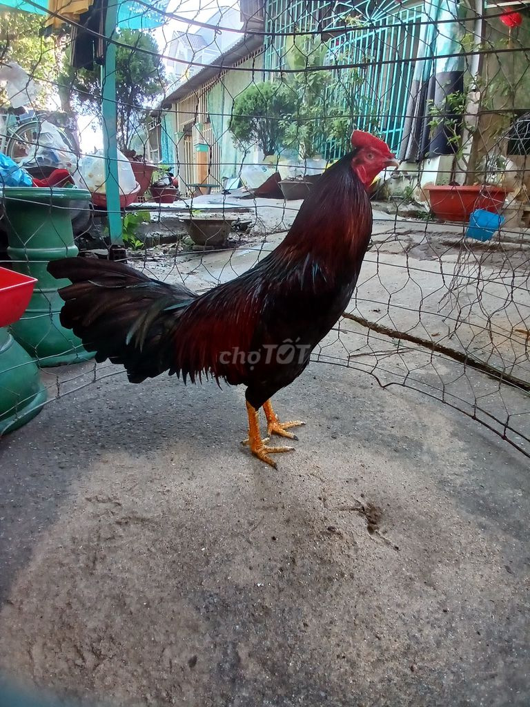 Gà chọi 2.7kg Đực. Mua bán Gà tại Huyện Châu Thành An Giang được đăng bởi Quách Cường hình 1