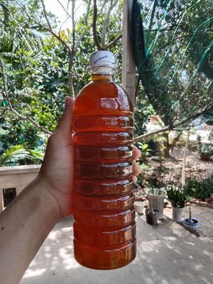 Mật ong hoa nhãn. Mua bán Đồ ăn, thực phẩm và các loại khác tại Thành phố Bến Tre Bến Tre được đăng bởi bến tre quê tôi