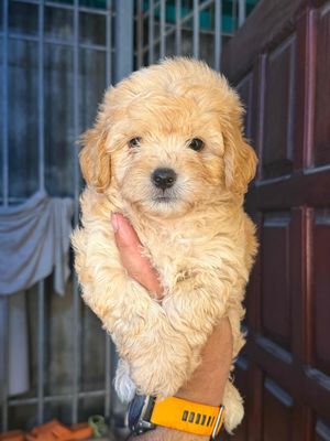 Chó Poodle tiny 2 tháng đã tiêm