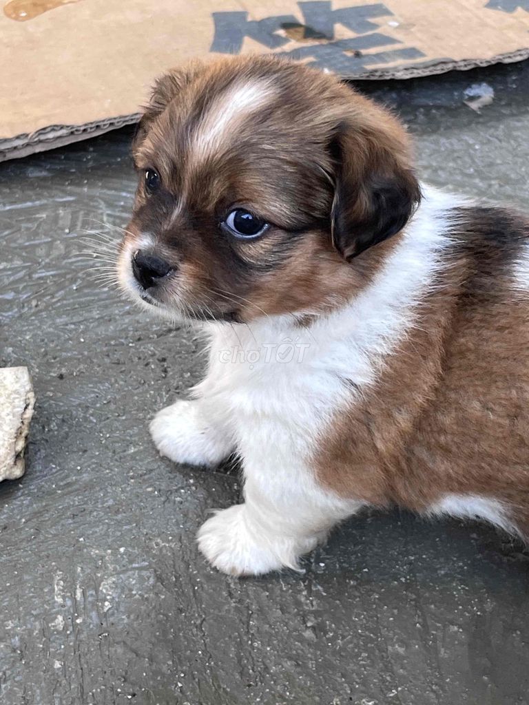 Chó Poodle lai pug. Mua bán Chó tại Thành phố Buôn Ma Thuột Đắk Lắk được đăng bởi Thom Vo hình 1