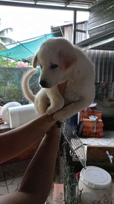 Tìm chủ cho bé. Mua bán Chó tại Quận Bình Thuỷ Cần Thơ được đăng bởi Toàn Phạm