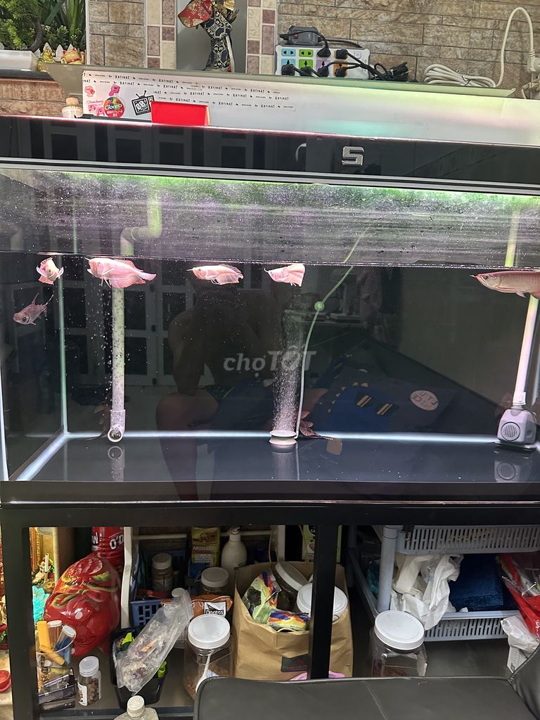 4 em ngân Long abino size chuẩn đẹp(1em gù lưng)