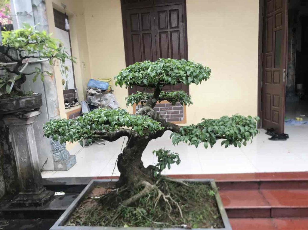 đôi long lùn và cây trực nam điền. Mua bán Cây cảnh, đồ trang trí tại Huyện Gia Lâm Hà Nội được đăng bởi Nguyễn Trung Kiên hình 1