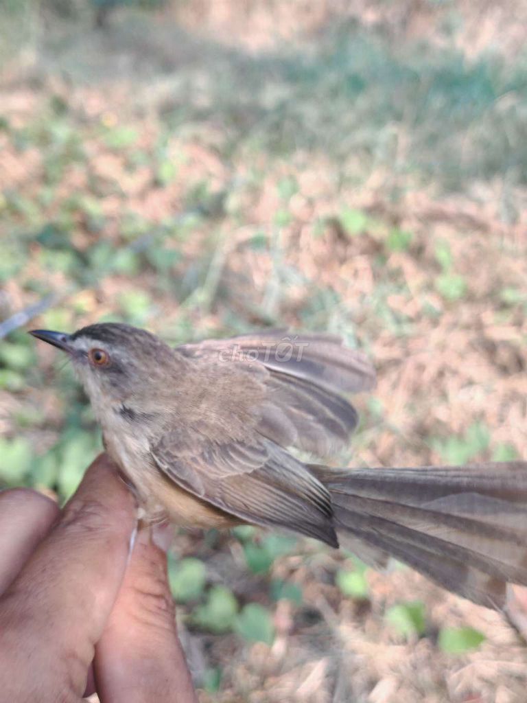 Chim Sâu lác màu Nâu. Mua bán Chim tại Quận 7 Tp Hồ Chí Minh được đăng bởi Hải ĐĂNG hình 1