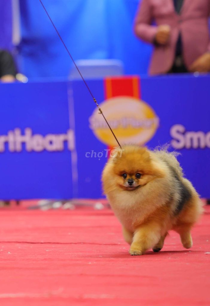 Đực giống chất lượng cao đã có nhiều baby đẹp