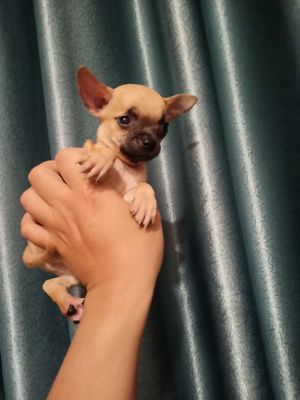 Chihuahua cái 2 tháng thuần tiêm chủng mini bỏ túi. Mua bán Chó tại Thành phố Thủ Đức Tp Hồ Chí Minh được đăng bởi An 