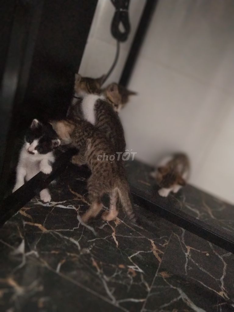 Mèo con Đa sắc. Mua bán Mèo tại Quận Ngũ Hành Sơn Đà Nẵng được đăng bởi Châu Le hình 1