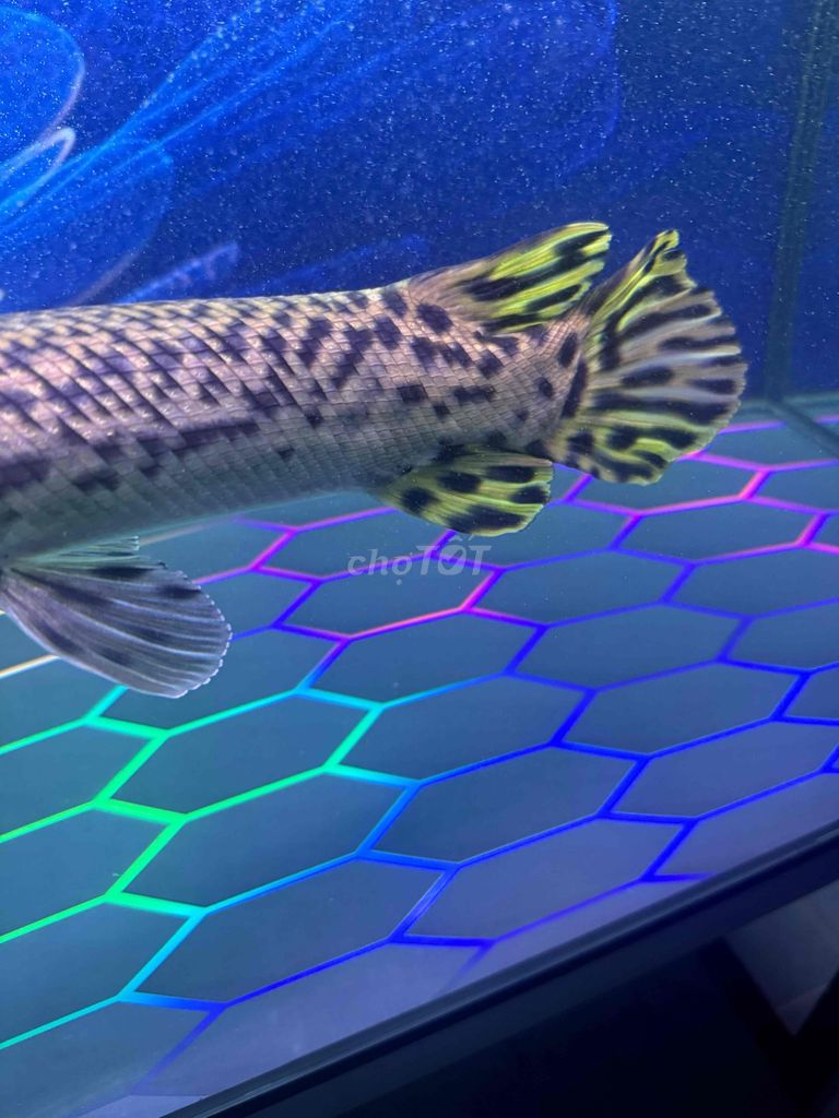 cá sấu hoả tiễn. Mua bán Thú cưng khác tại Huyện Đức Hòa Long An được đăng bởi Tam hình 1