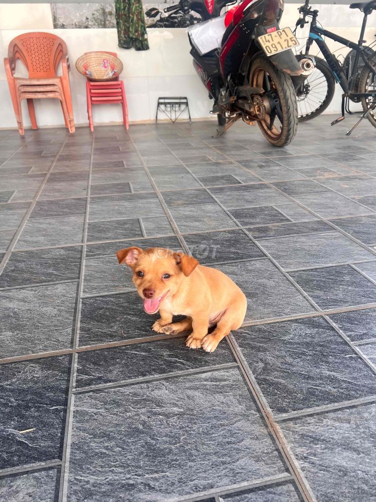 Chó Phốc lai Nhật đực 50 ngày tuổi. Mua bán Chó tại Huyện Ea Súp Đắk Lắk được đăng bởi bắc hình 1