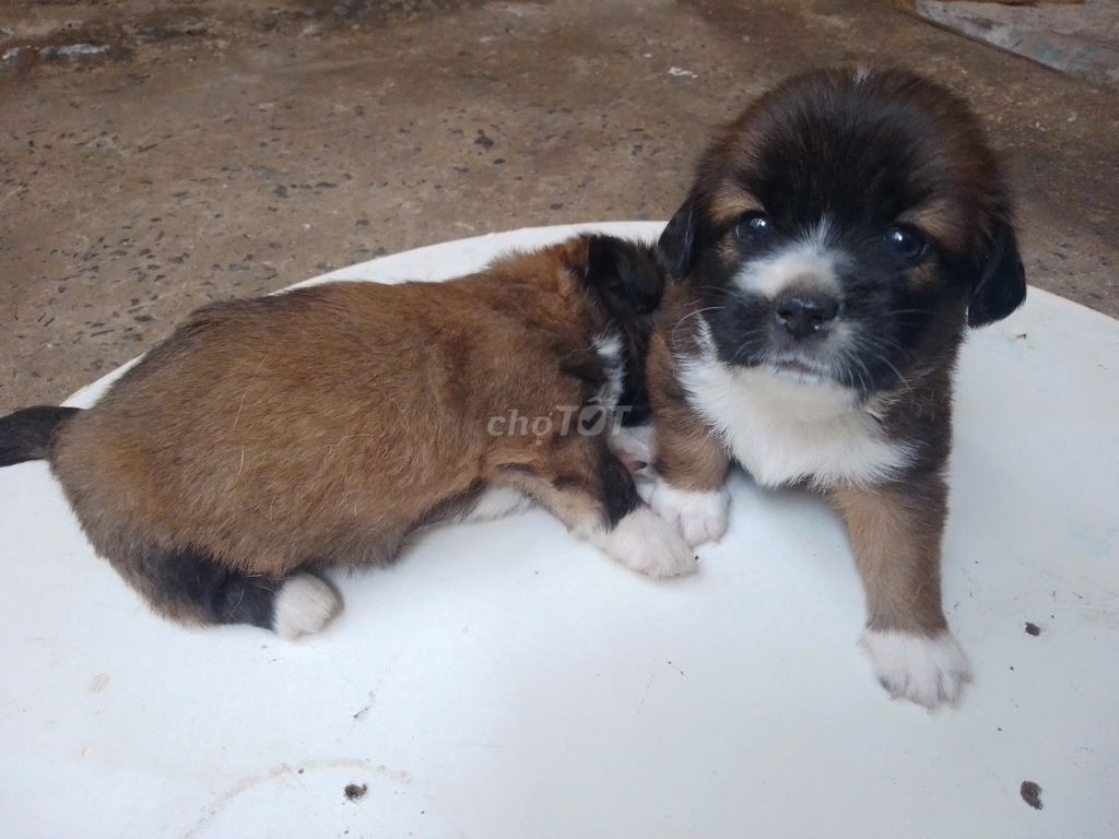 Chó Nhật Poodle lai 6 tuần tuổi. Mua bán Chó tại Huyện Bình Chánh Tp Hồ Chí Minh được đăng bởi Hoàng Tuấn hình 1