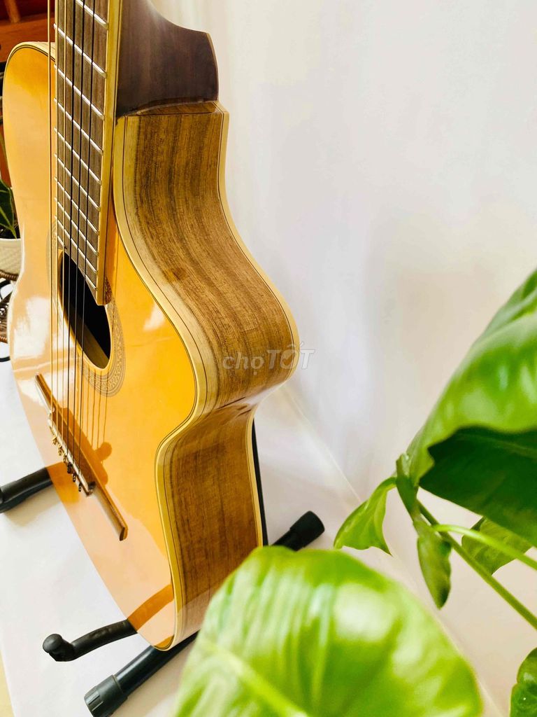 Đàn guitar gỗ tự nhiên. Mua bán Nhạc cụ tại Quận Tân Phú Tp Hồ Chí Minh được đăng bởi Nhạc Cụ Giá Rẻ hình 1