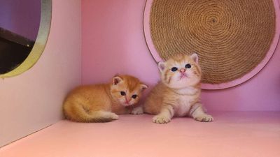 Gả cả bầy 3 mẹ con Golden 🐱❤️. Mua bán Mèo tại Thành phố Thủ Đức Tp Hồ Chí Minh được đăng bởi Khanh Xu