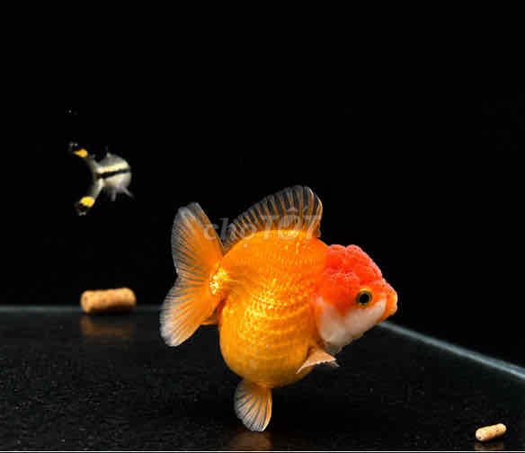 Cá cảnh Oranda short tall 3n. Mua bán Thú cưng khác tại Quận Hà Đông Hà Nội được đăng bởi Nguyễn Mạnh hình 1