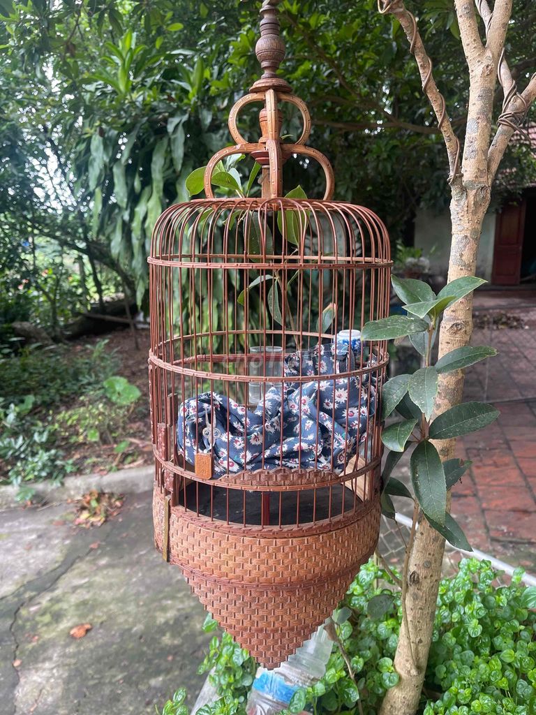 Lồng chim Tre cật Nguyên bản. Mua bán Chim tại Quận Thanh Xuân Hà Nội được đăng bởi A.Hải  hình 1