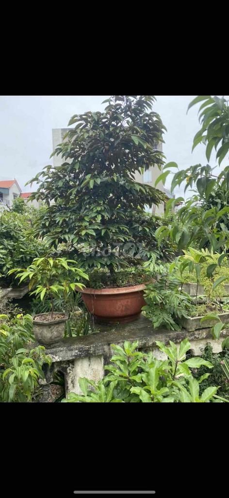 Cây vú sữa. Mua bán Cây cảnh, đồ trang trí tại Huyện Hoài Đức Hà Nội được đăng bởi anh vu hình 1