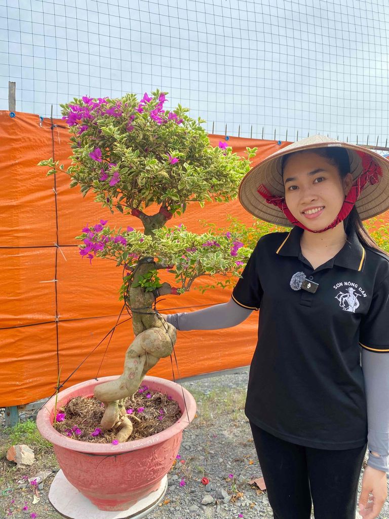 Hoa giấy cẩm thạch tím bonsai