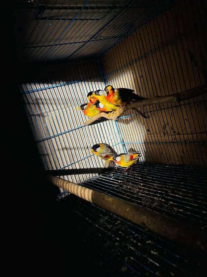 Chim ngũ sắc hót hay. Mua bán Chim tại Quận Long Biên Hà Nội được đăng bởi tổng kho gia dụng  hình 1