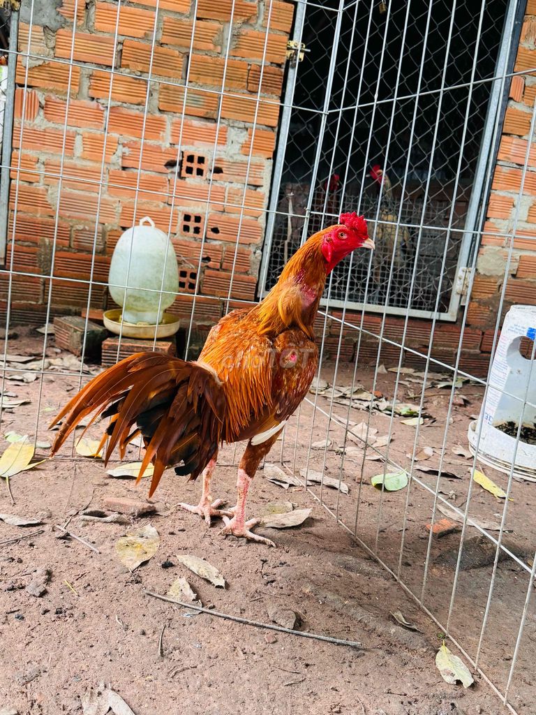Khét chân trắng , mỏ trắng mới tách bầy , hiện 2k3