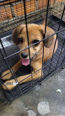 phoc lai nhật. Mua bán Chó tại Thành phố Buôn Ma Thuột Đắk Lắk được đăng bởi Quang Tiến Nguyễn
