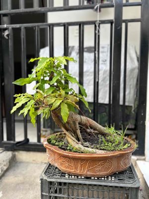 lộc vừng bonsai