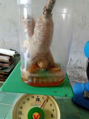 mật ong ruồi nguyên chất. Mua bán Đồ ăn, thực phẩm và các loại khác tại Thành phố Cà Mau Cà Mau được đăng bởi Hồng Nhi