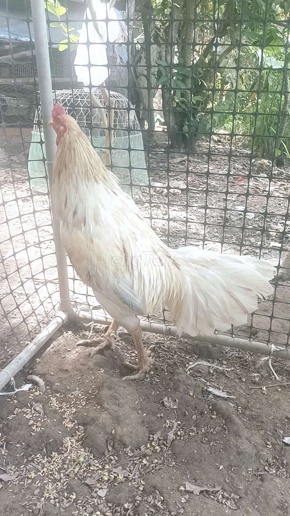 bướm 3,3kg lớp 8 tiền khá . Mua bán Gà tại Quận Bình Thuỷ Cần Thơ được đăng bởi nguyen van hien hình 1