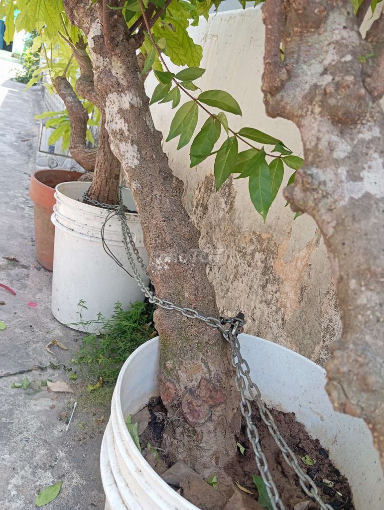 Mai chiếu thủy Nu Gò Công Hoành 30cm. Mua bán Cây cảnh, đồ trang trí tại Huyện Nhơn Trạch Đồng Nai được đăng bởi Trung hình 1