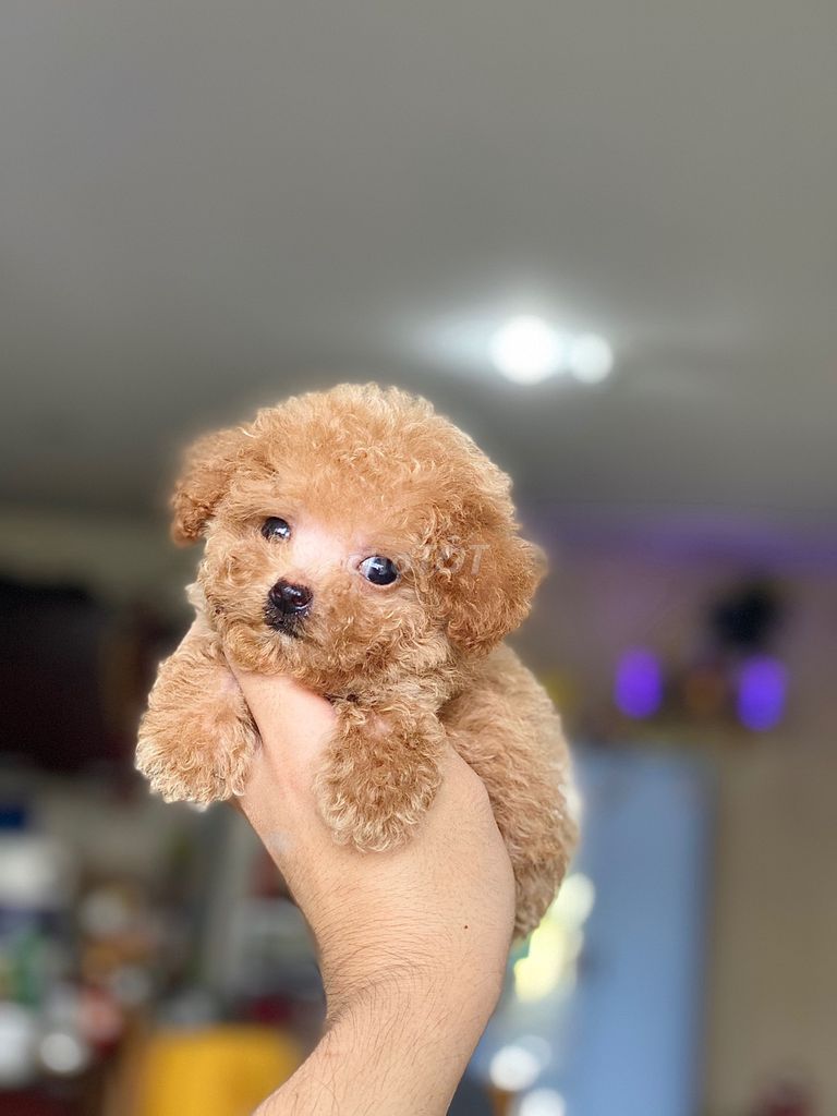 0944233449 - Poodle Teacup - Vàng Mơ - Size cực nhỏ