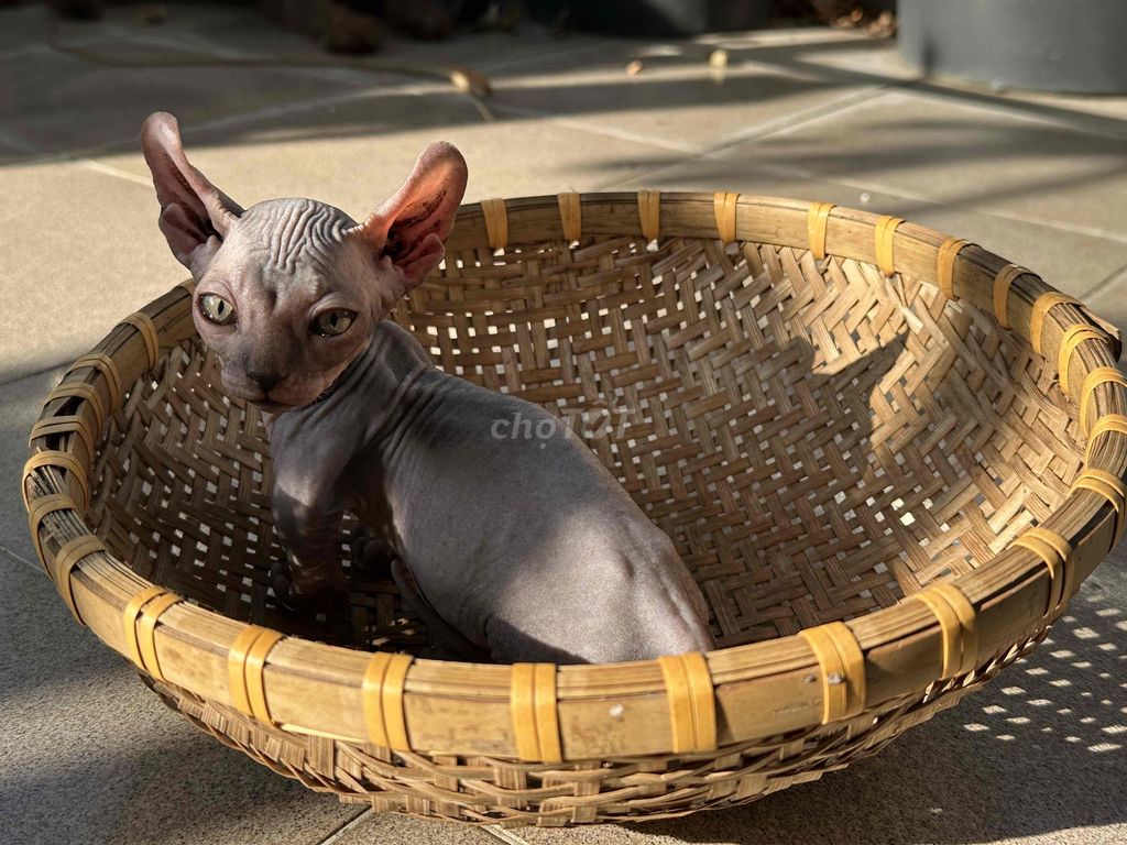 Gả bầy Sphynx nhà trồng . Bao chất lượng trọn đời