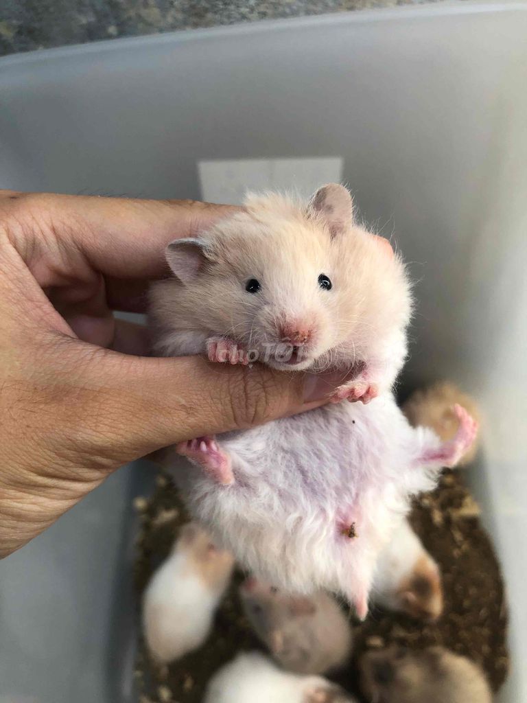 Chuột Hamster Bear xù mơ Baby Trắng kem. Mua bán Thú cưng khác tại Quận Bình Tân Tp Hồ Chí Minh được đăng bởi Ở trọ bày đặt bán chụtt hình 1