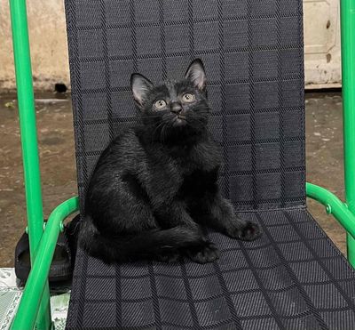 Mèo anh lông ngắn tabby , tam thể , đen