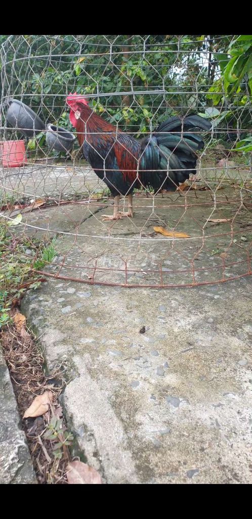 Que 2k6 trạng 2k7....hàng chất lượng. Mua bán Gà tại Huyện Tân Phước Tiền Giang được đăng bởi Minh tân hình 1