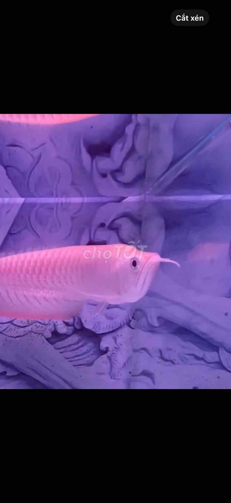 Ngân Long Abino semi fafu 25cm. Mua bán Thú cưng khác tại Huyện Bình Chánh Tp Hồ Chí Minh được đăng bởi Uyên Trinh hình 1