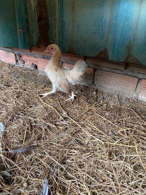 gà tre serama lại tre bắc. Mua bán Gà tại Thành phố Biên Hòa Đồng Nai được đăng bởi Anh Hải 36 tuổi