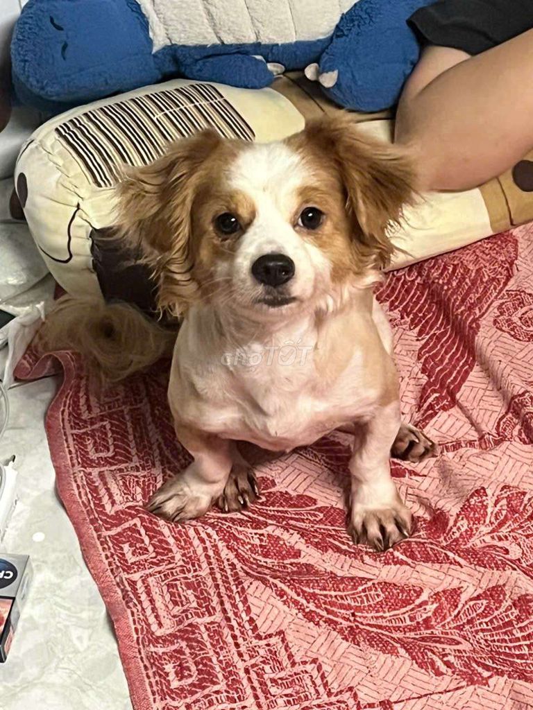 Chó Nhật đực Nâu trắng. Mua bán Chó tại Quận 8 Tp Hồ Chí Minh được đăng bởi Gia Minh hình 1